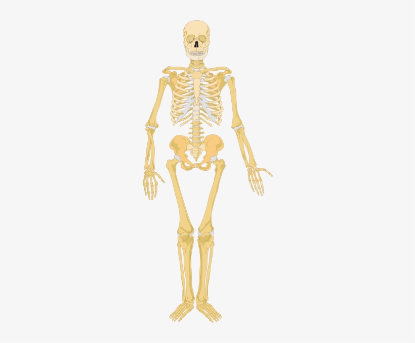 Skeletal System Not Labelled Png, transparent png download
