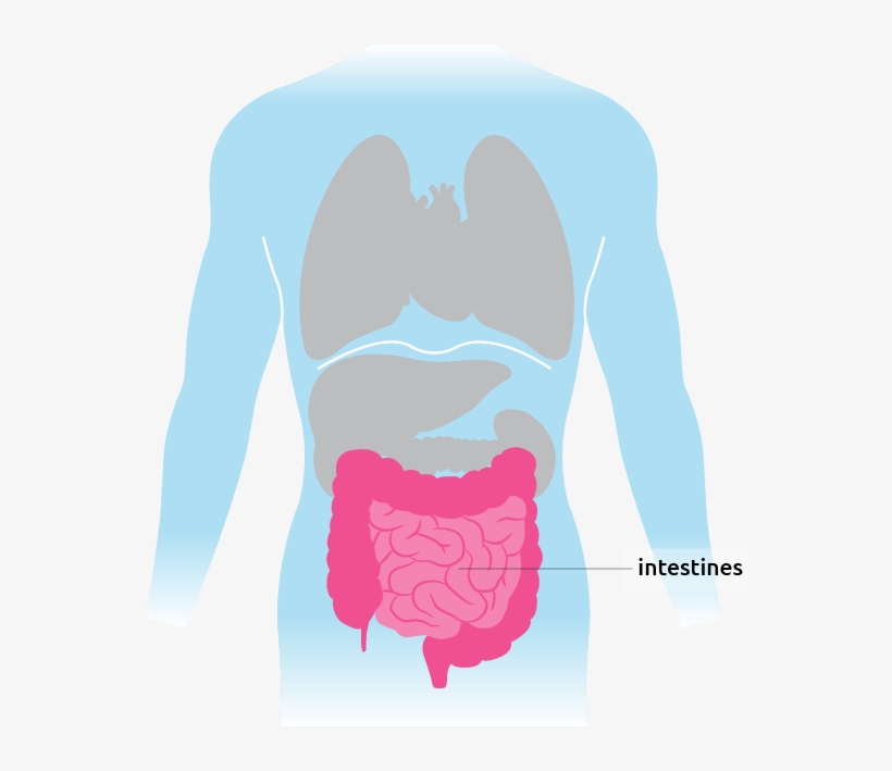 This Is Where The Intestines Are Situated In The Torso - Intestines, transparent png download