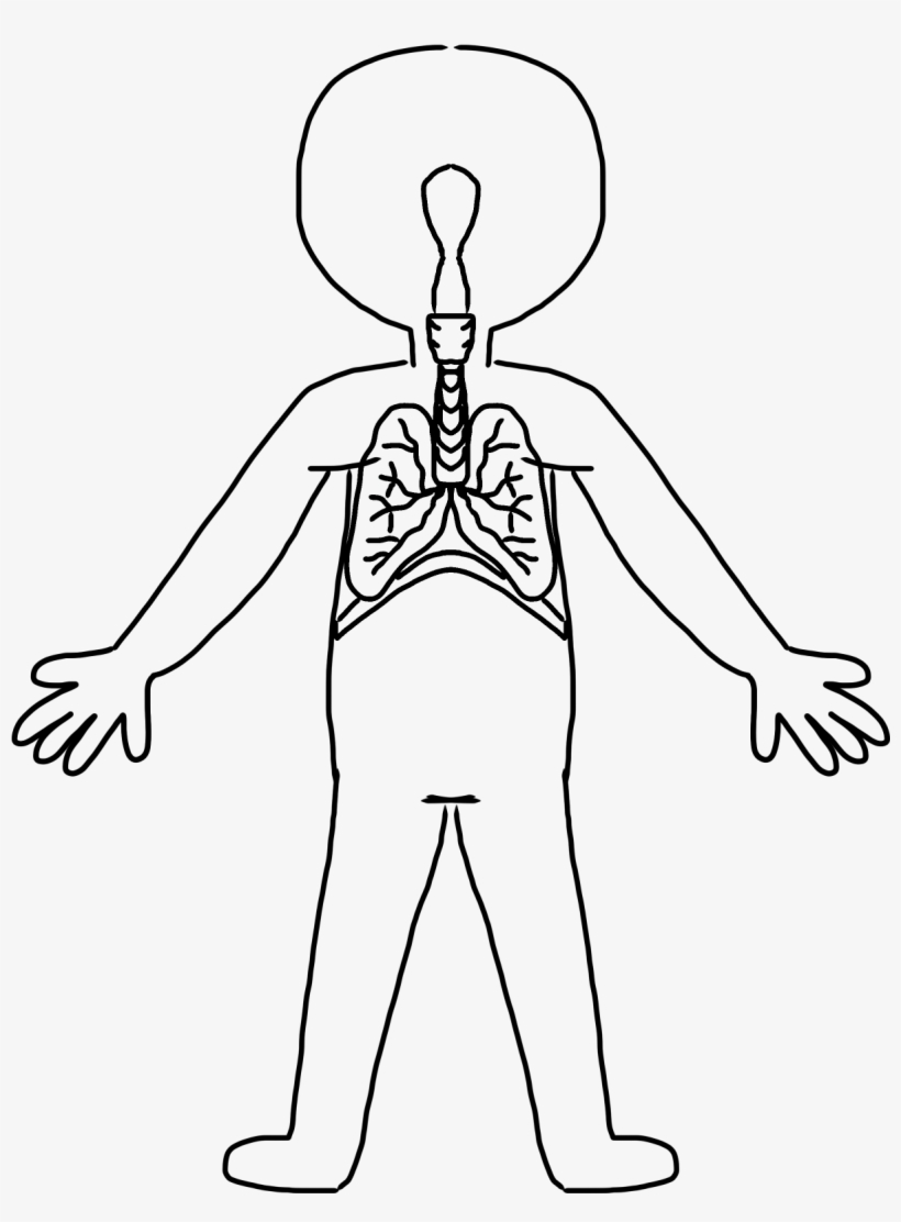 Skeletal System Clip Art - Body Systems Clip Art, transparent png download