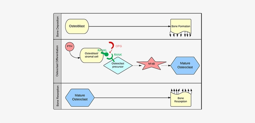 Disorders Of The Skeletal System And Bone Remodeling - Estrogen Bone Remodeling, transparent png download