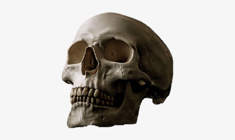 Human Skulls Skull, transparent png download