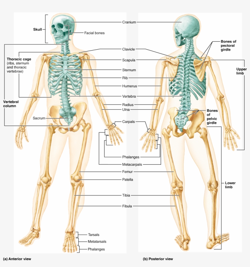 posterior vs anterior