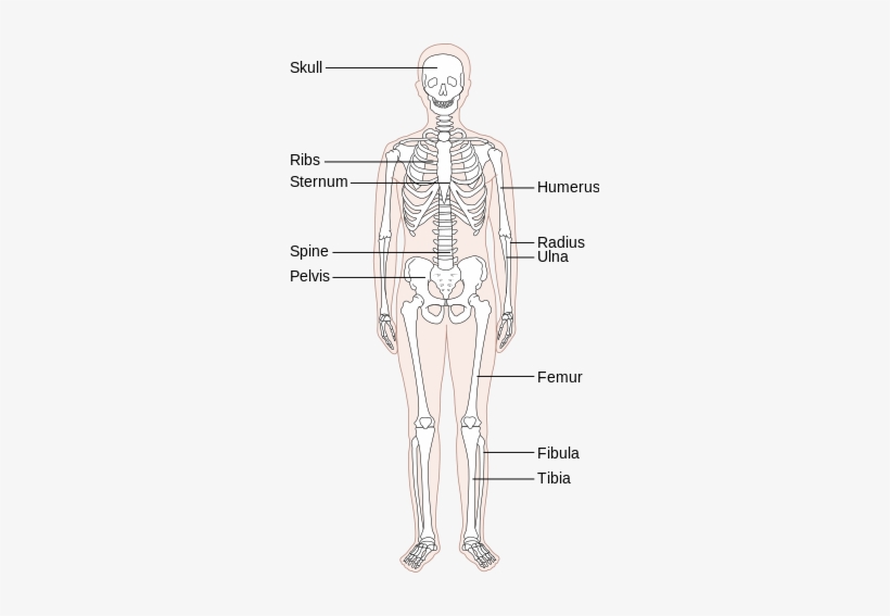Skeleton - Human Skeleton, transparent png download
