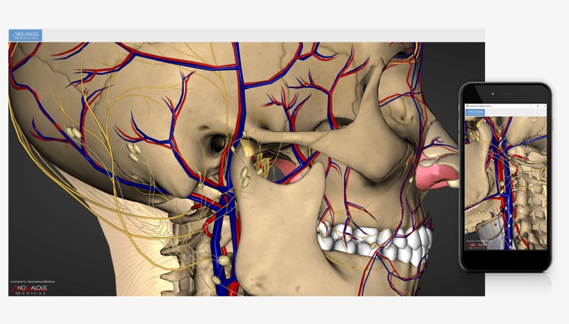 But If You Want To Explore Even More By Breaking Apart - Human, transparent png download