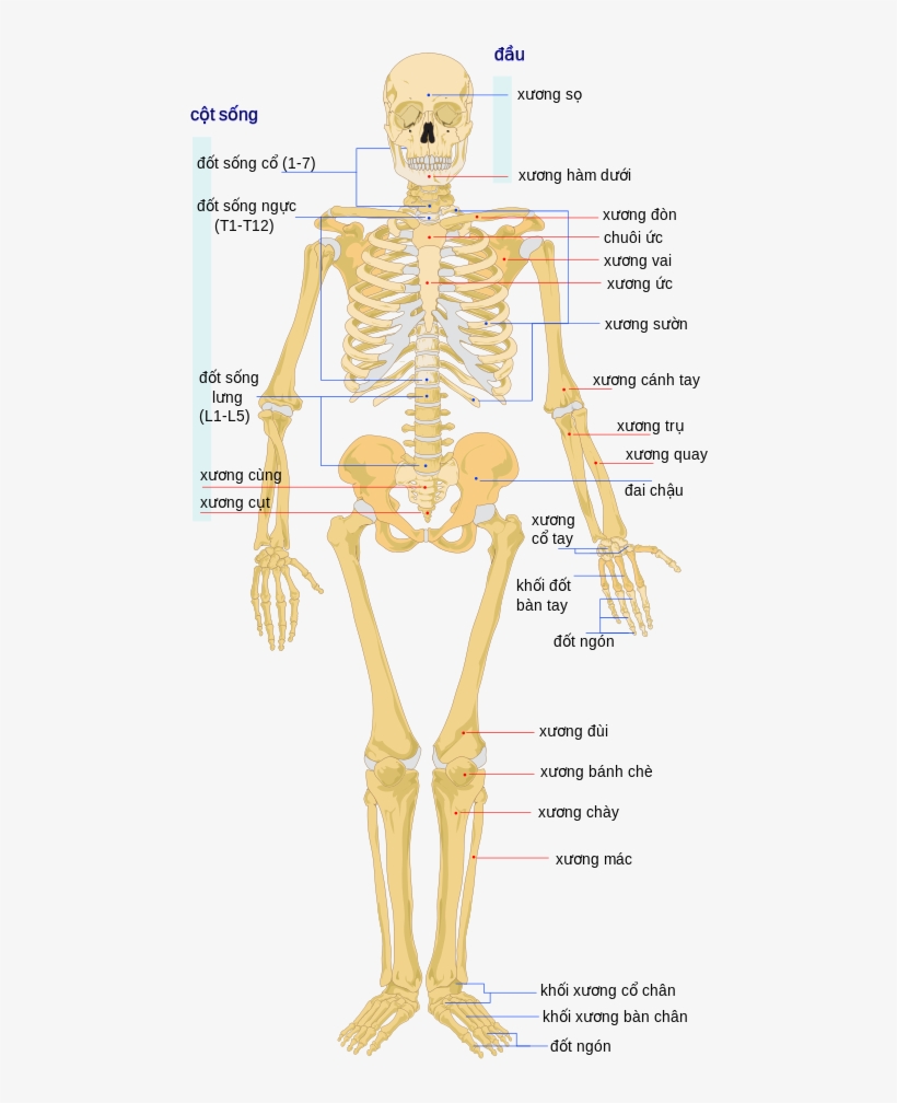 Hệ Vận Động Wikipedia Tiếng Việt Skeletal And Muscular - Human Skeleton, transparent png download