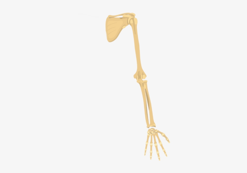 1 - Appendicular Skeleton Arm, transparent png download