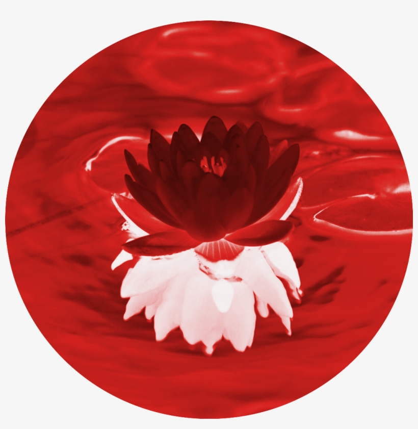 Lilypad Red Invert Reflection Water Pond Circle Sticker, transparent png download