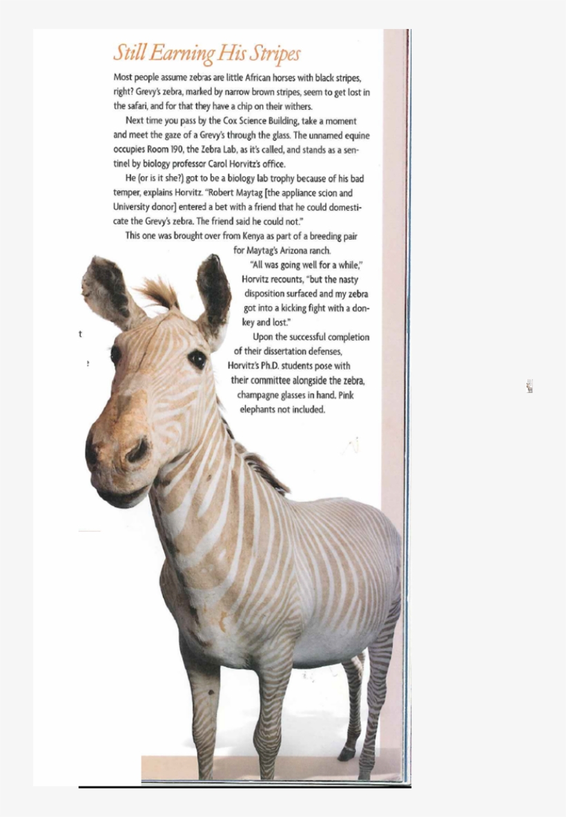 We Are Happy To Host Our Good Luck Zebra On Wheels - Portable Network Graphics, transparent png download