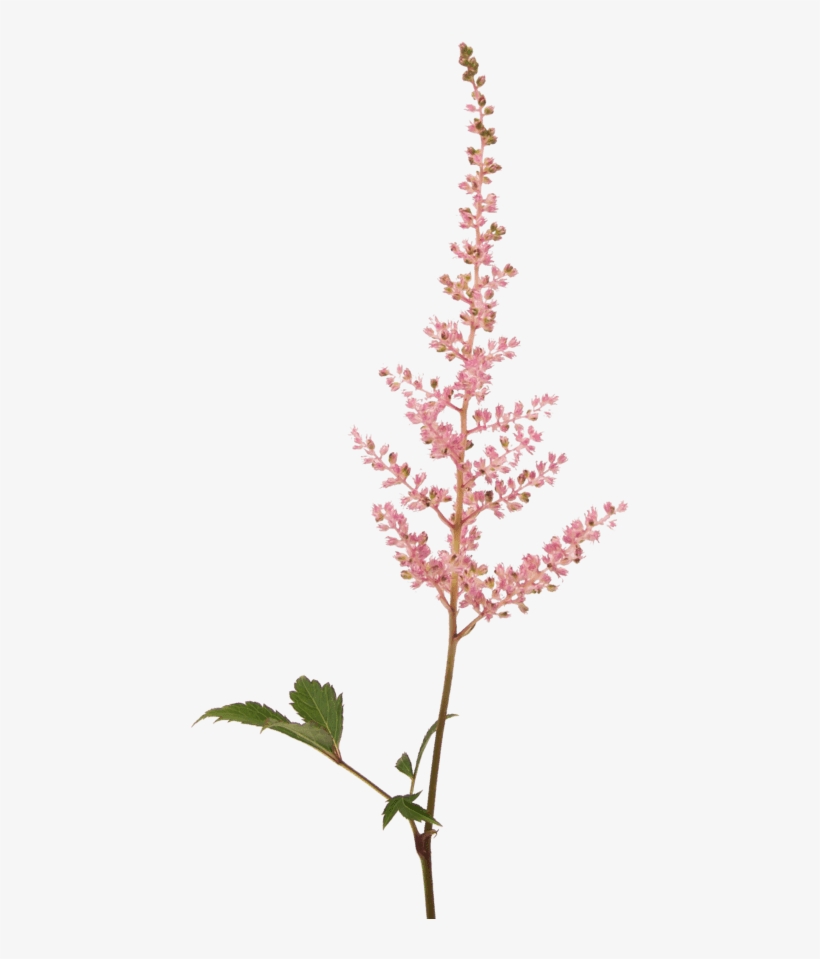 This Romantic Kind Of Astilbe Cannot Be Missed In An - Flower, transparent png download