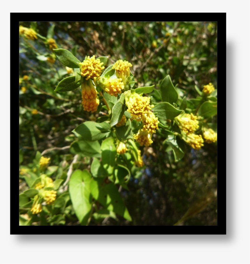 Tarbush Is One Of The Indicator Species For The Chihuahuan - Bud, transparent png download