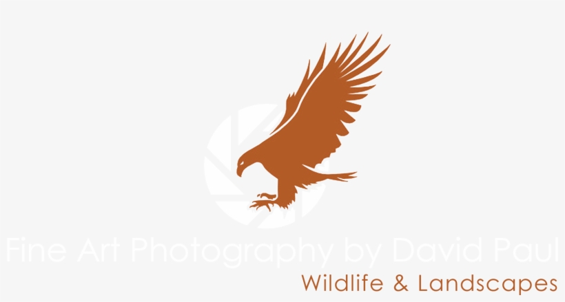 Fine Art Photography By David Paul - Golden Eagle, transparent png download