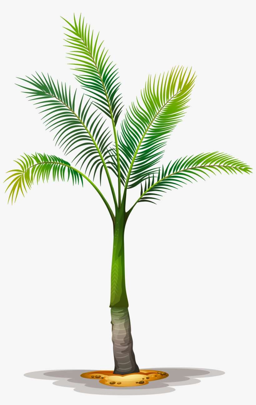 Tree Planting, Trees To Plant, Palm Print, Tree Of - Palm Tree Clear Background, transparent png download