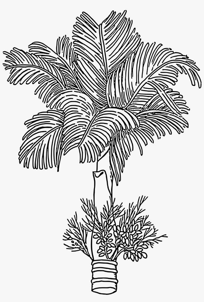 Big Image - Betel Nut Tree Drawing, transparent png download