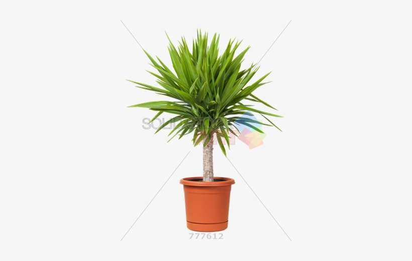 Stock Photo Of Pot Of Yucca Plant Isolated On Transparent - Yucca Plant In Pot, transparent png download
