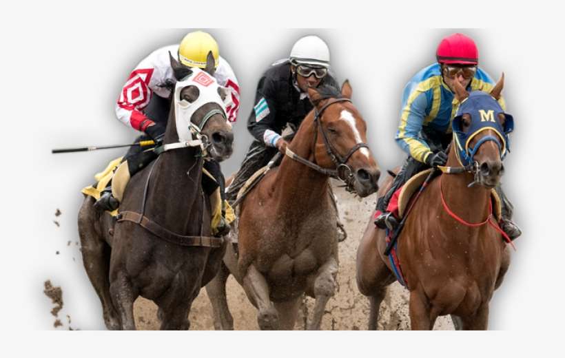 Horse Racing Alberta Appeal Tribunal Member Andrea - Jockey, transparent png download