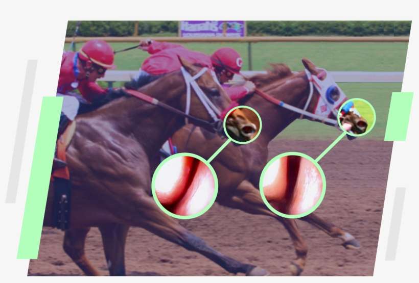 Racing Comparison 2017 Frame Horz - Horze, transparent png download