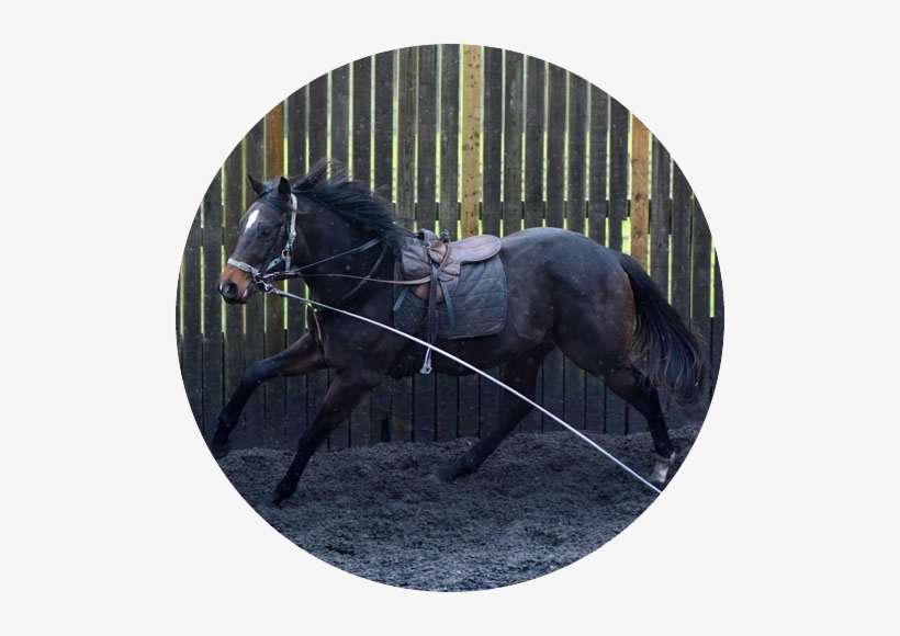 Horses For Sale - Man, transparent png download