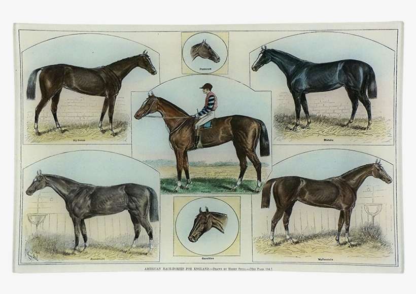 American Race-horses For England - Horse Racing, transparent png download