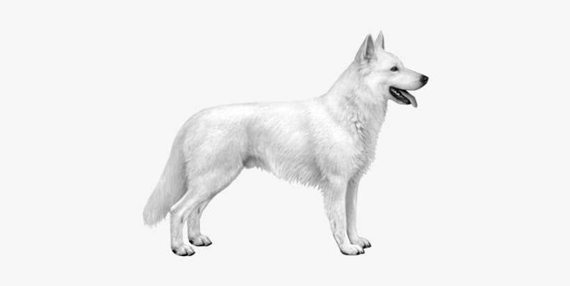 White Swiss Shepherd - Swiss Shepherd Dog Png, transparent png download
