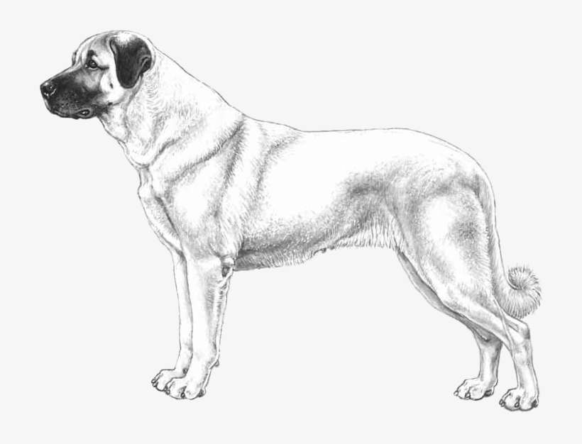 Anatolian Shepherd - Guard Dog, transparent png download
