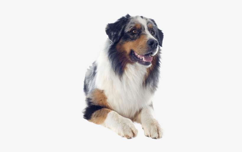 Australian Shepherd Sitting Pretty Nail Art - Australian Shepherd Bulldog Mix, transparent png download
