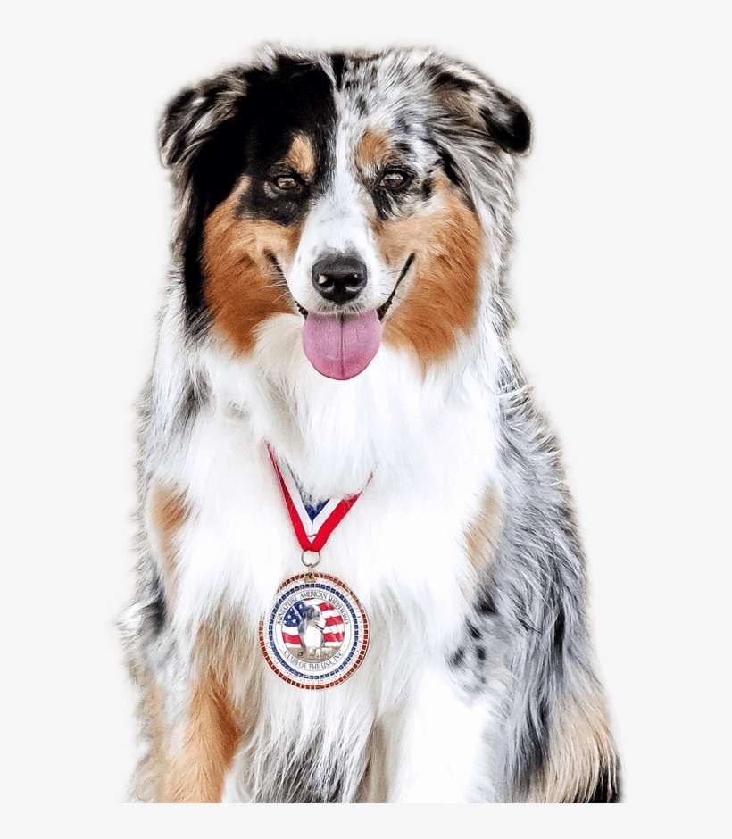 Join Now - Dog, transparent png download