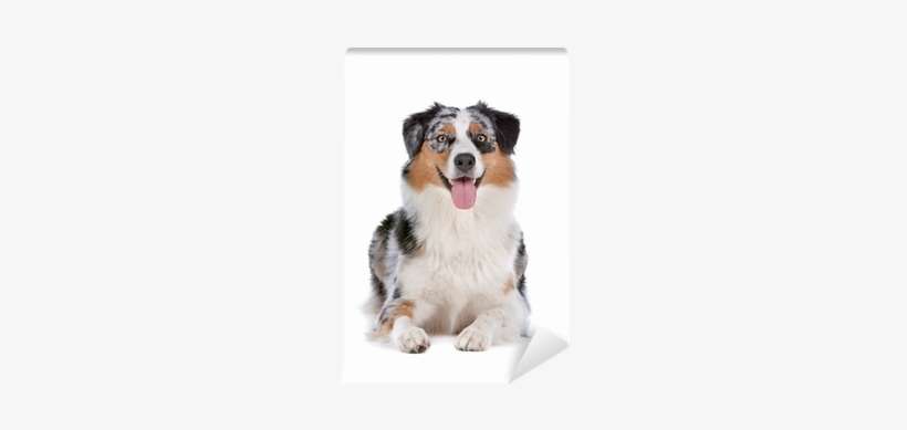 Australian Shepherd Self-adhesive Wall Mural • Pixers® - Australian Shepherd, transparent png download