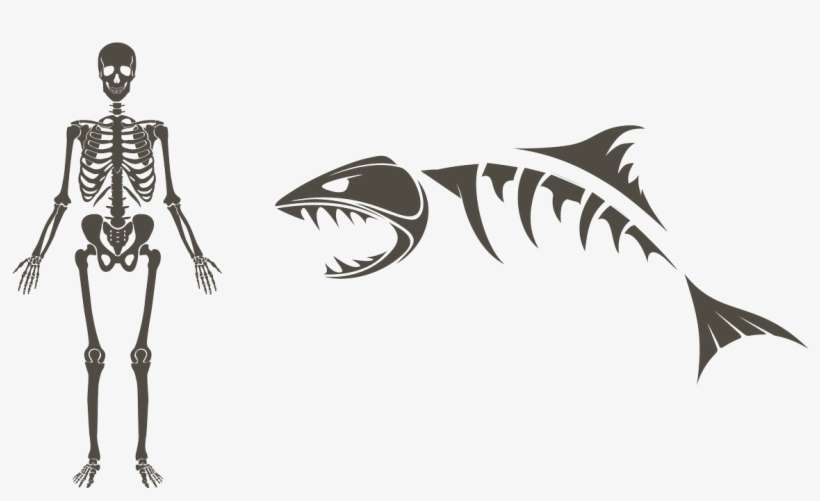 Study Shark Bite Marks W/@floridamuseum, For One - Fish Skeleton, transparent png download