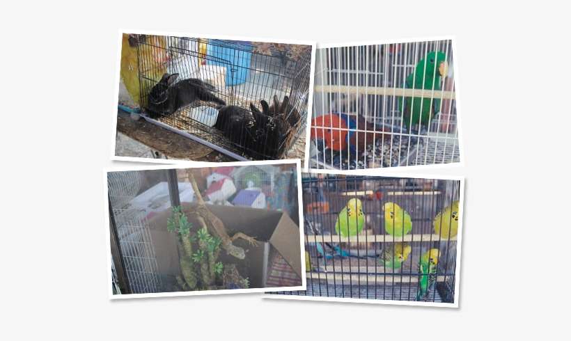 Animals - Animal, transparent png download