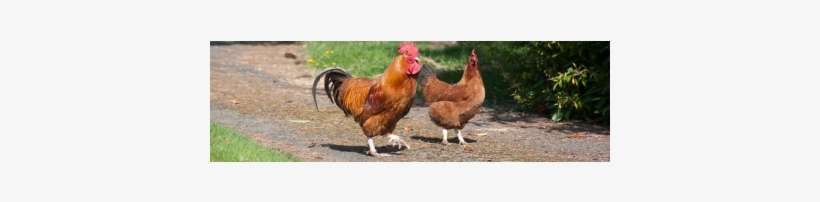 Shropshire Farm Animals - Rooster, transparent png download