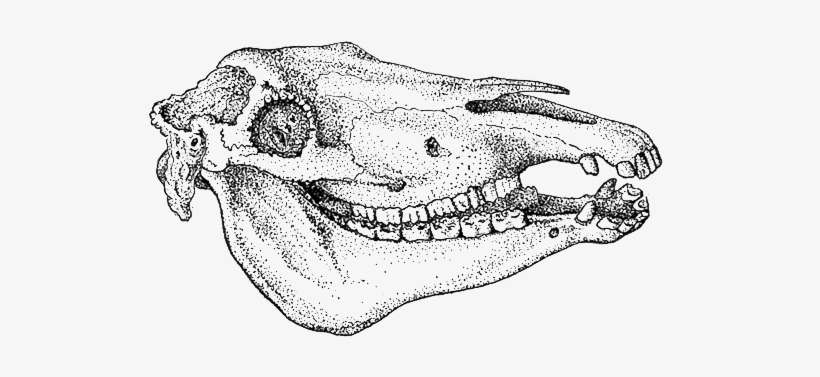 Determining The Age Of Farm Animals By Their Teeth - Livestock, transparent png download