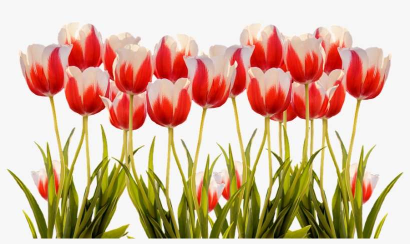 Tulips, Spring, Nature, Flower, Flowers, Red, Colorful - Tulip, transparent png download