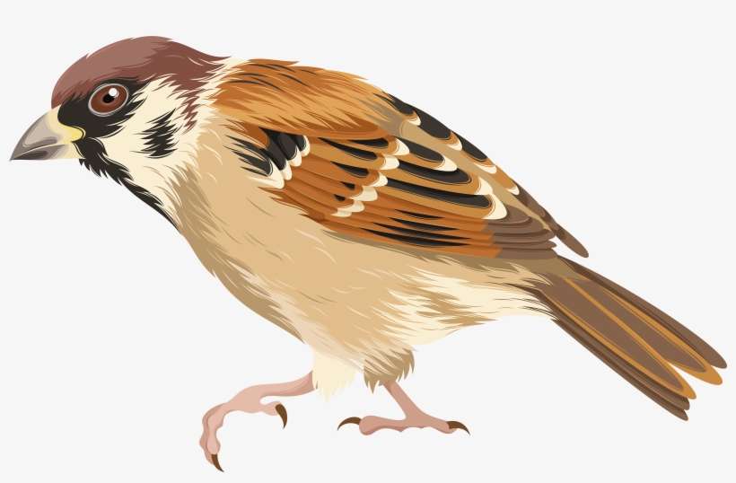 Clipart Image Of Sparrow, transparent png download