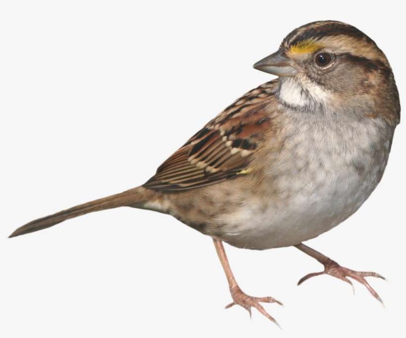 Sparrow Standing Png Image - Sparrow, transparent png download