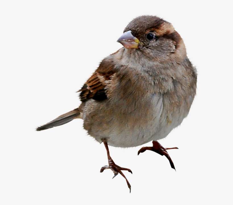 Sparrow Png, transparent png download