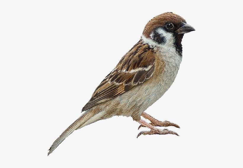 Clip Art Images - Sparrow Png, transparent png download