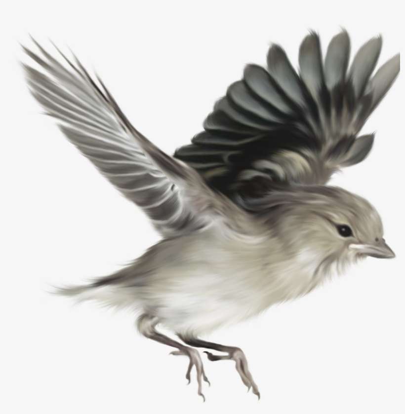 Download - Sparrow Png, transparent png download