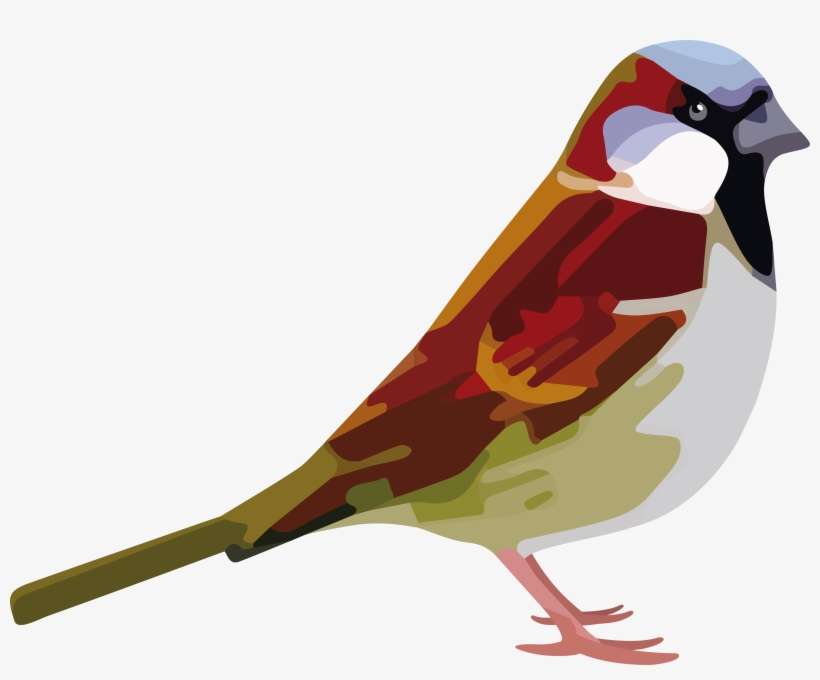 Sparrow Png Photo - House Sparrow, transparent png download