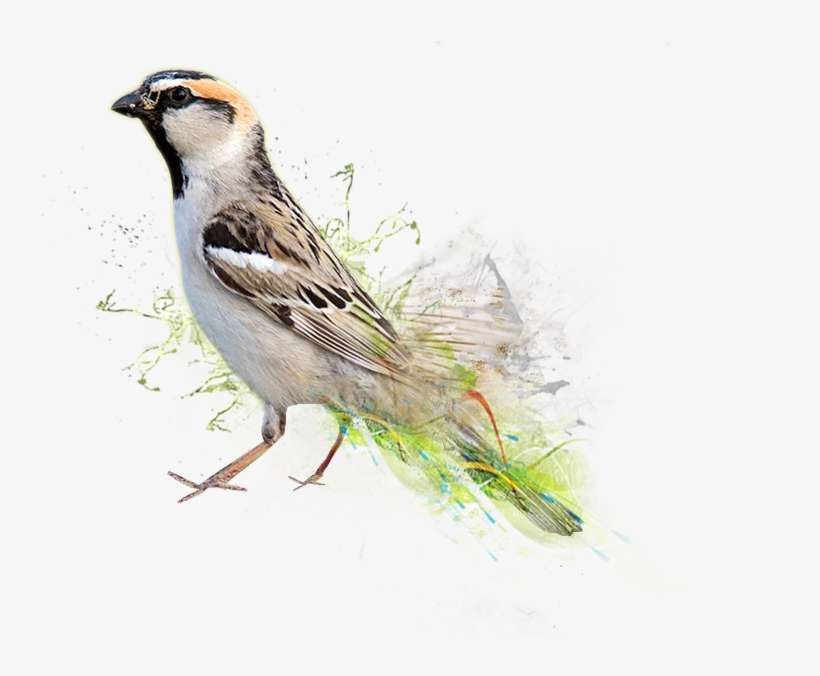 World Sparrow Day, transparent png download