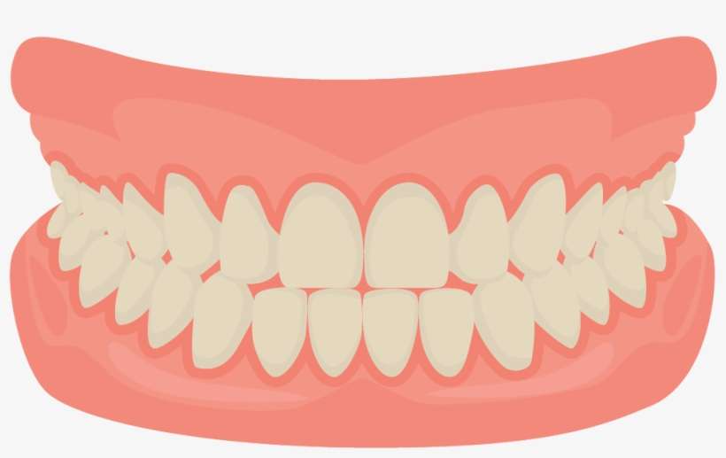 Human Tooth Smile Mouth Dentistry - Gums Vector, transparent png download