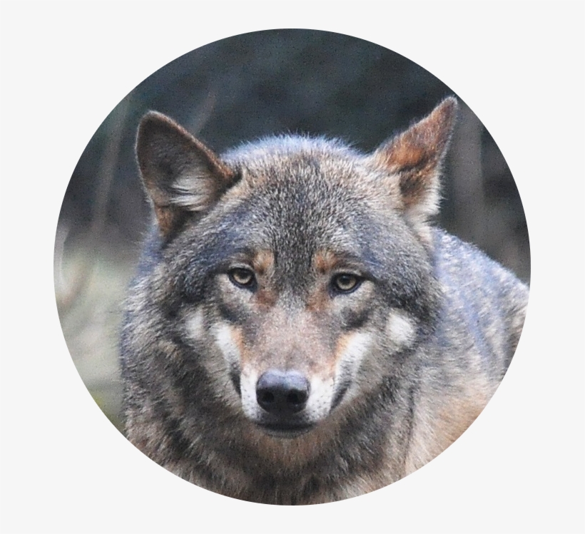 Mobile Diesel Technician Like A Lone Wolf - Wolf Png, transparent png download