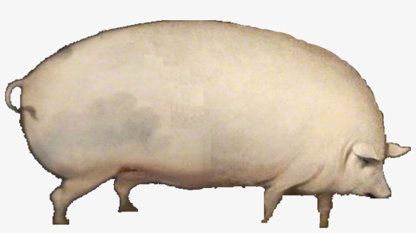 Pig - Oats Pig, transparent png download