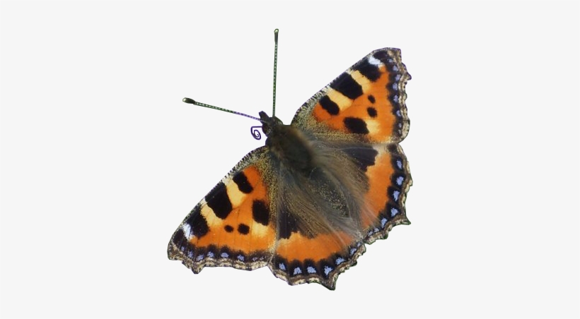 Insects / Bugs ~ Free Png Images - Admiral Butterfly Png, transparent png download