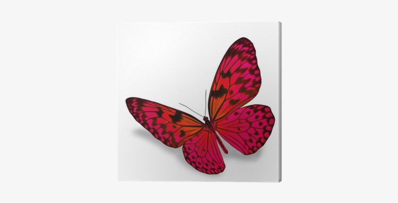 Lila Fjäril, transparent png download