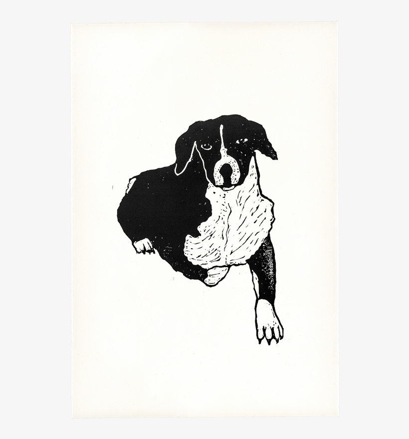 Pon Pon Copy 500x@2x 800×800 Pixels - Bernese Mountain Dog, transparent png download