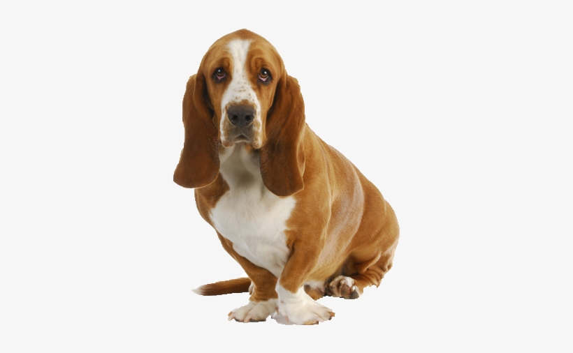 Basset Hound Png Image - Basset Hound Png, transparent png download