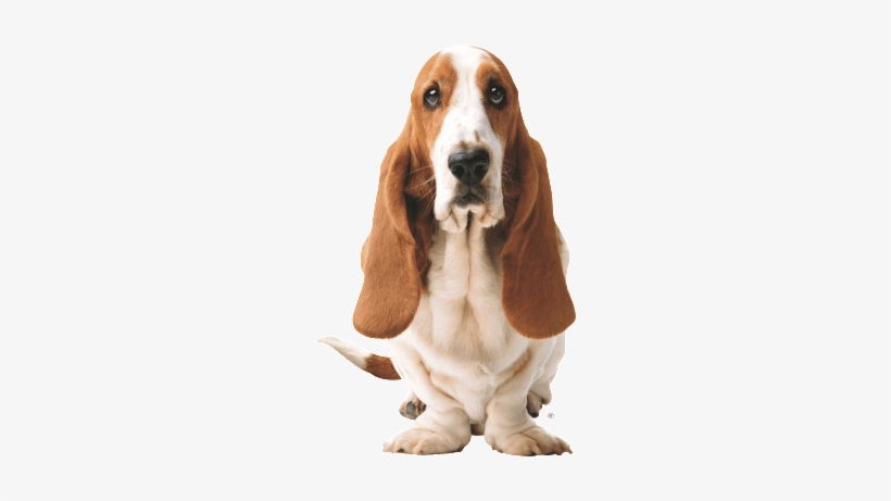Basset Dog Front - Hush Puppies, transparent png download