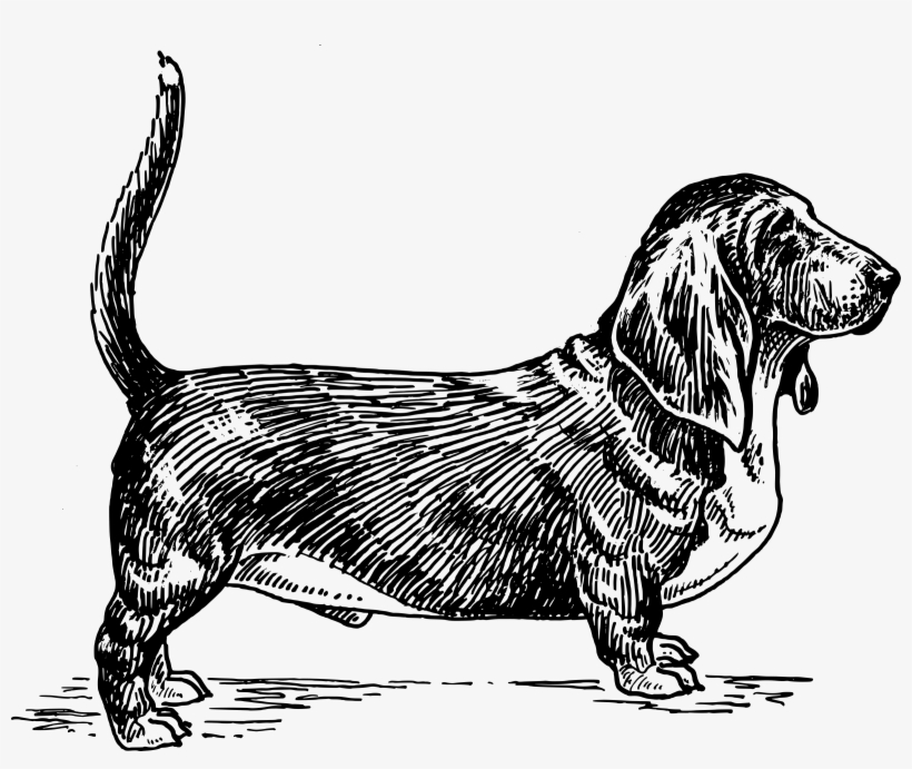 This Free Icons Png Design Of Basset Hound, transparent png download