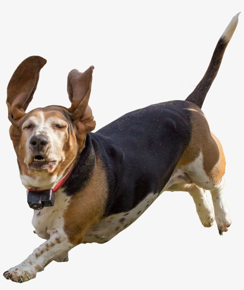 Basset Hound Floppily Jumping In Front Of The Camera Dog PNG Image Transparent PNG Free