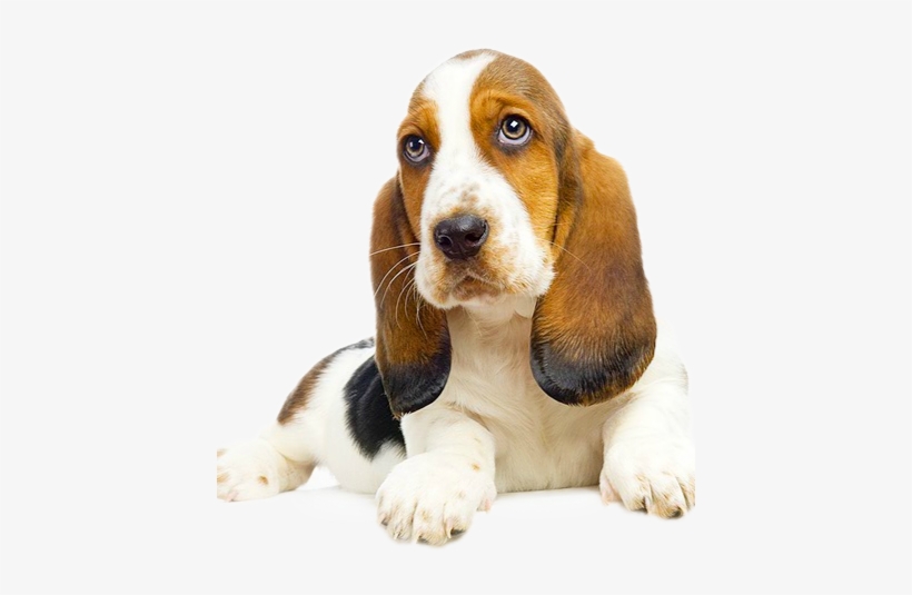Dog Digestive-430x455 - Train And Understand Your Basset Hound Puppy &, transparent png download